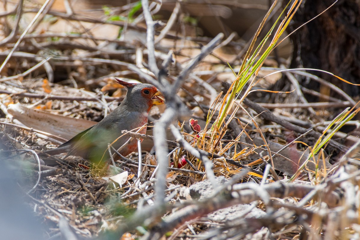 Pyrrhuloxia - ML641376102