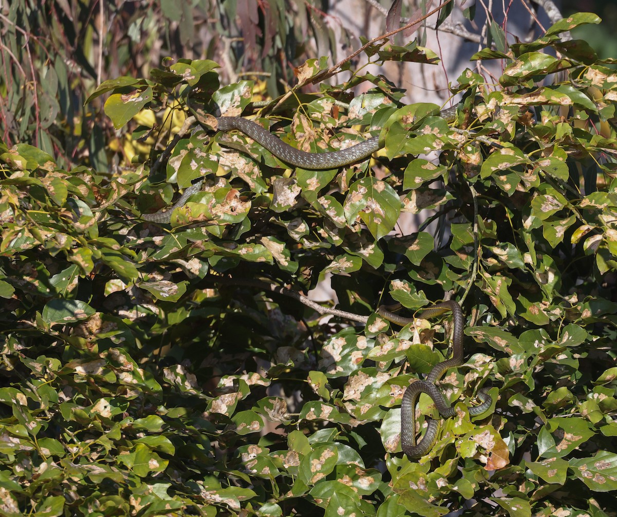 Animals - ML641376103