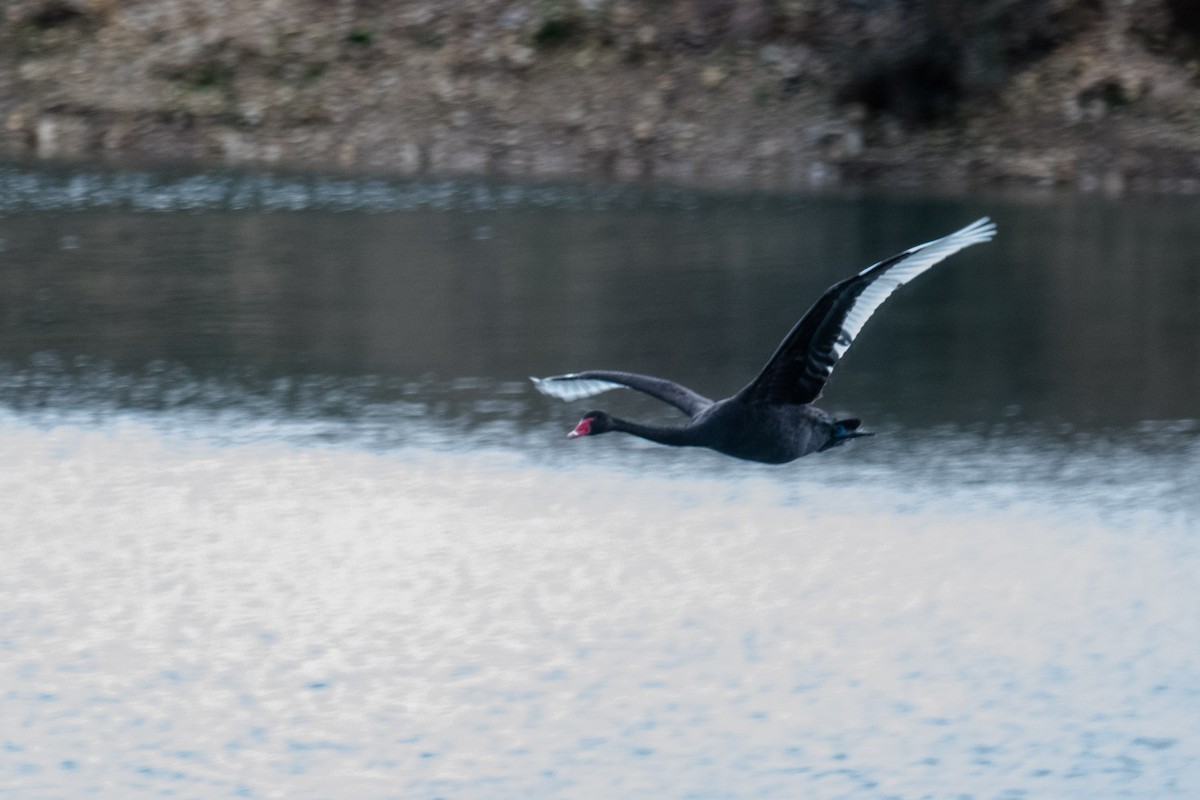 黑天鵝 - ML641376191