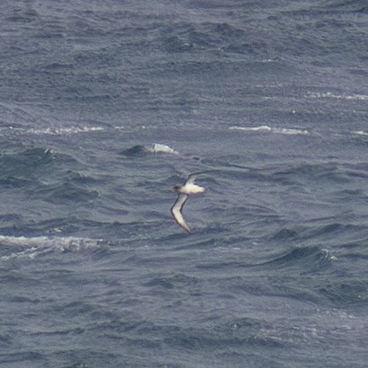 Scopoli's Shearwater - ML641376209