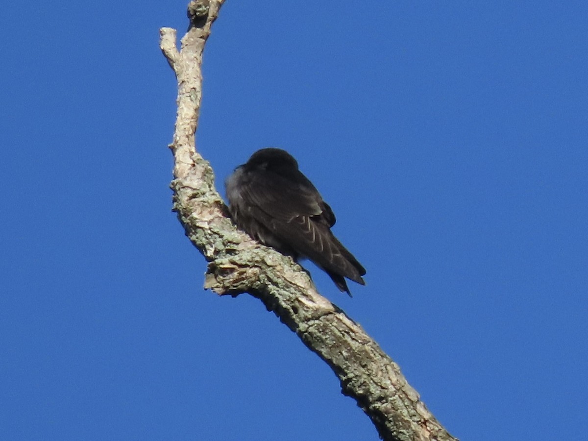 Purple Martin - ML641376231
