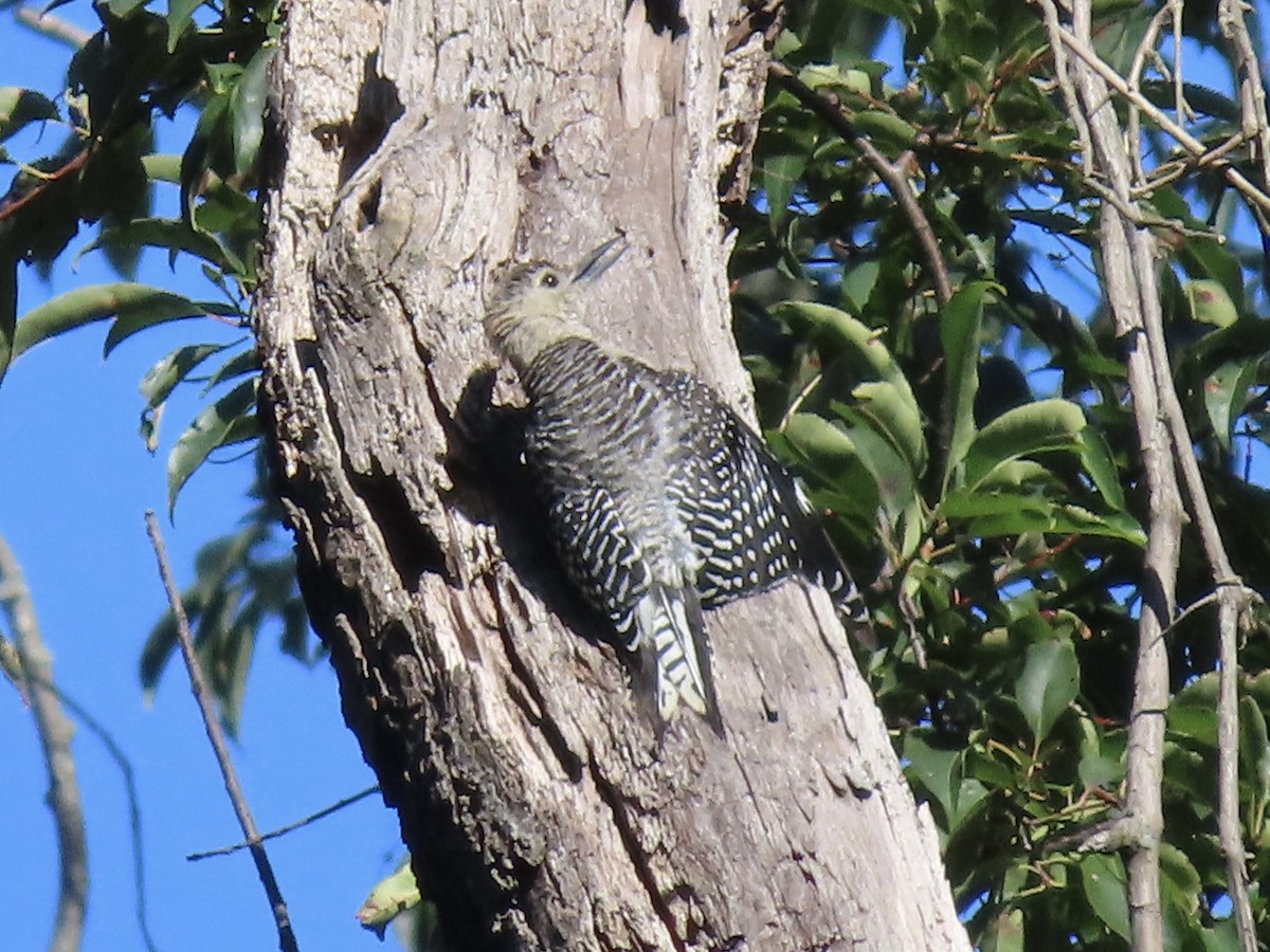Red-bellied Woodpecker - ML641376232