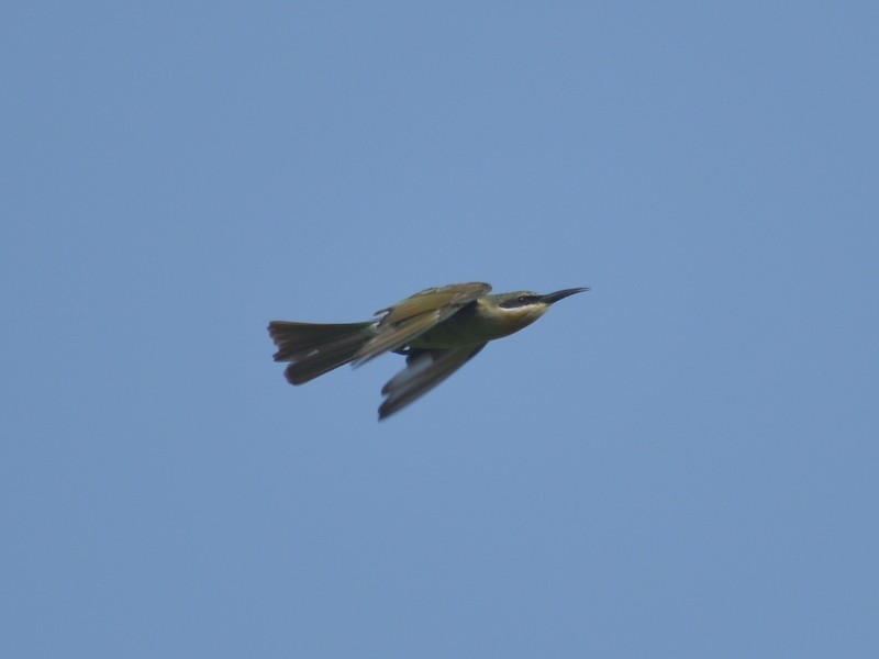 blåhalebieter - ML641376247