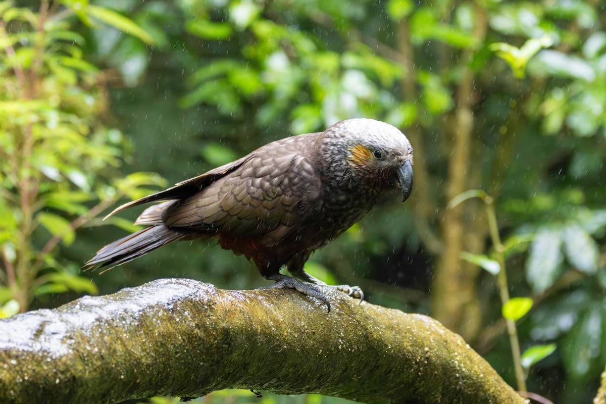 kaka - ML641376252
