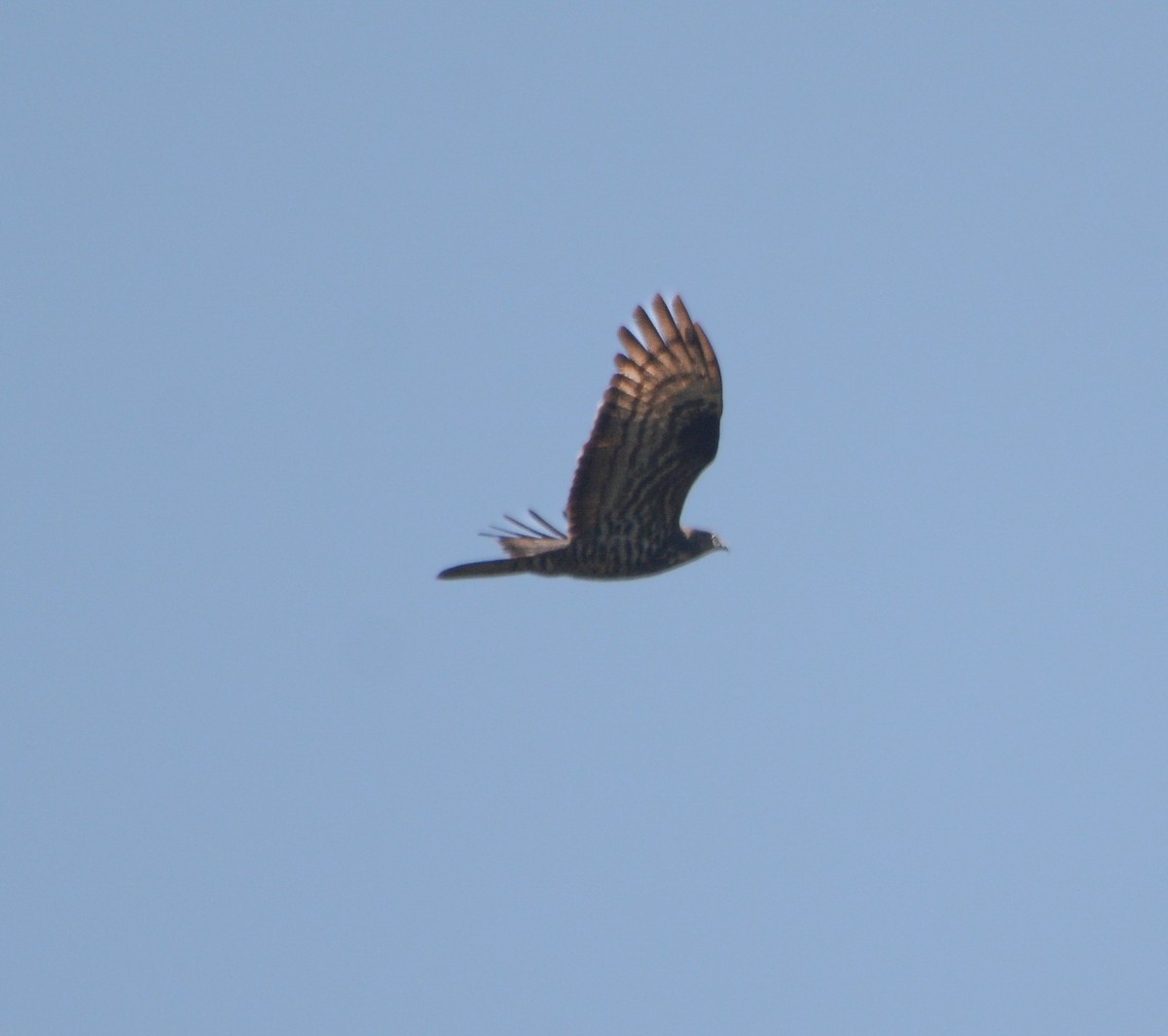 European Honey-buzzard - ML641376264