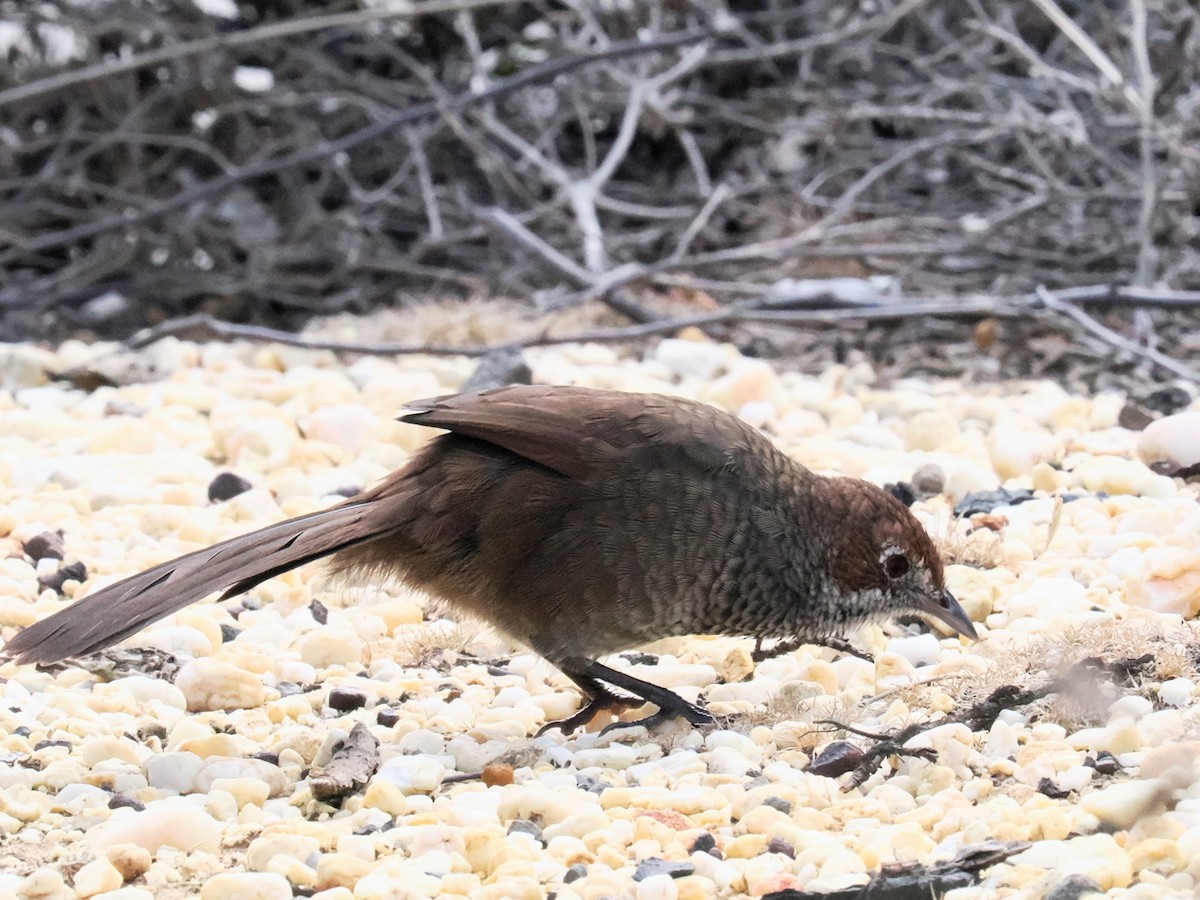 Rufous Bristlebird - ML641376289