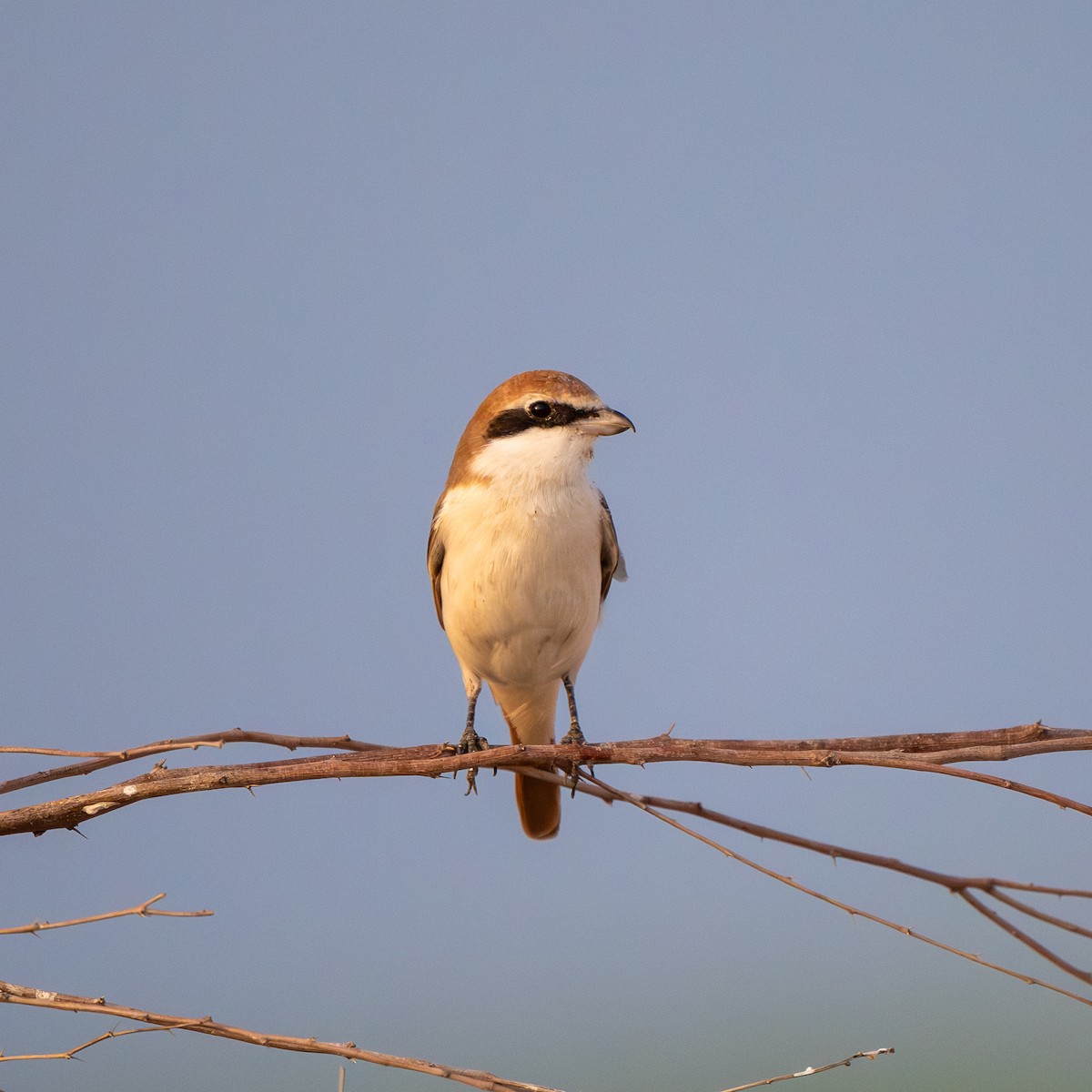 Red-tailed Shrike - ML641376304