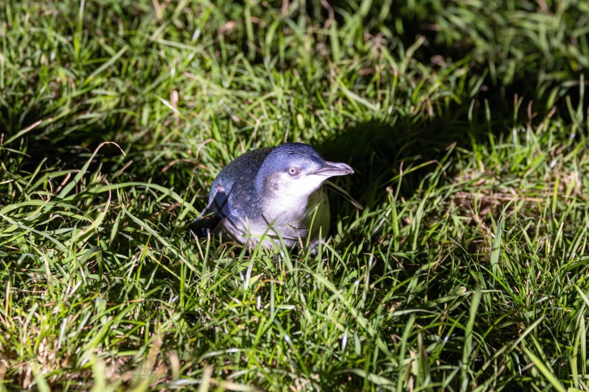 コビトペンギン - ML641376355