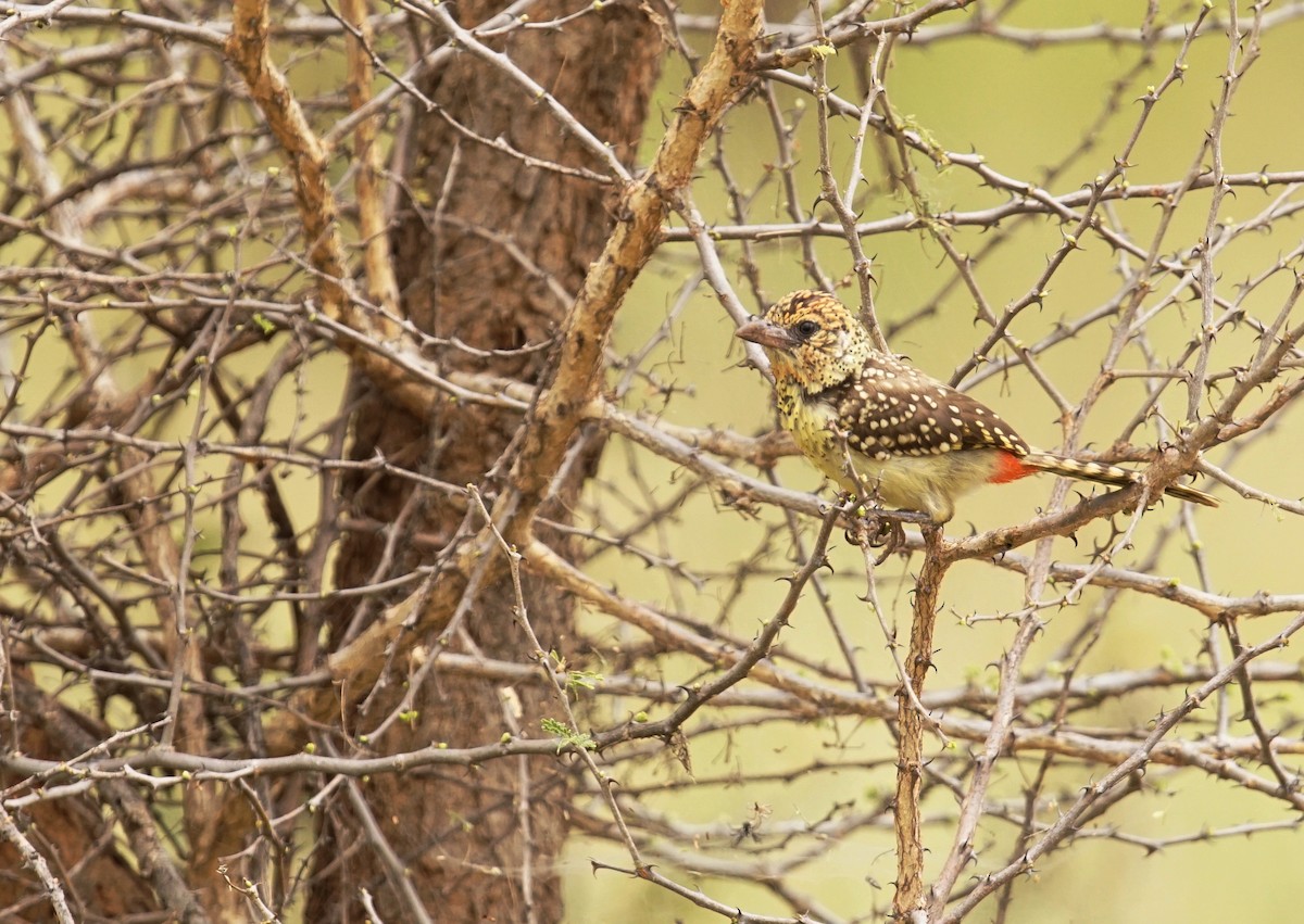 D'Arnaud's Barbet - ML641376379