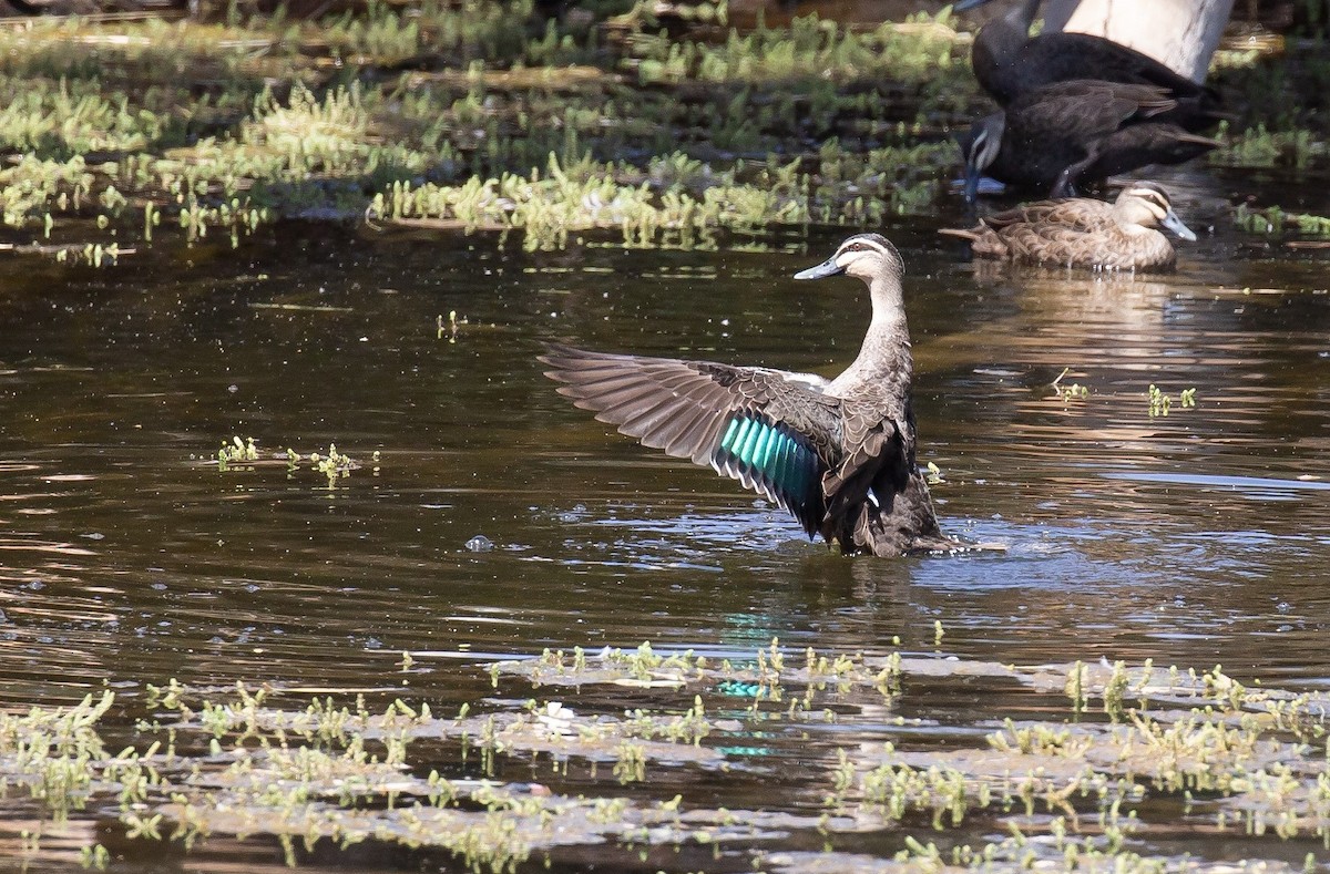 Pacific Black Duck - ML641376386