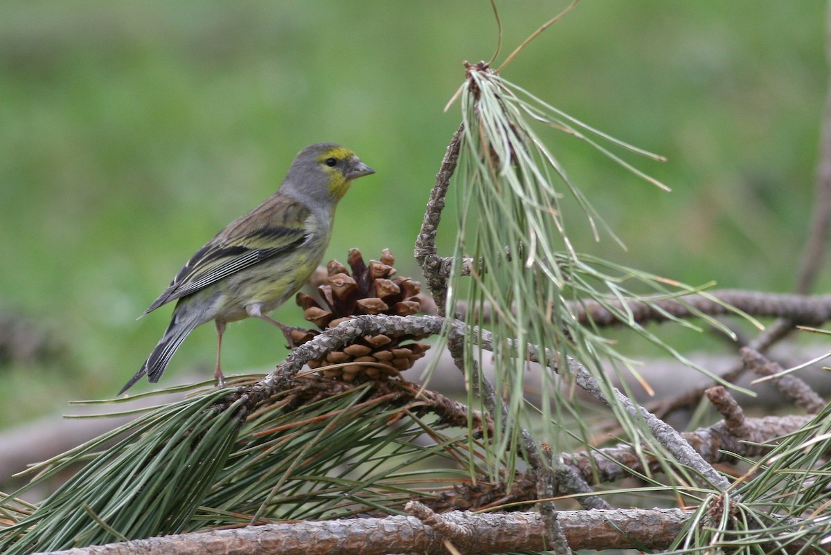 Corsican Finch - ML641376392