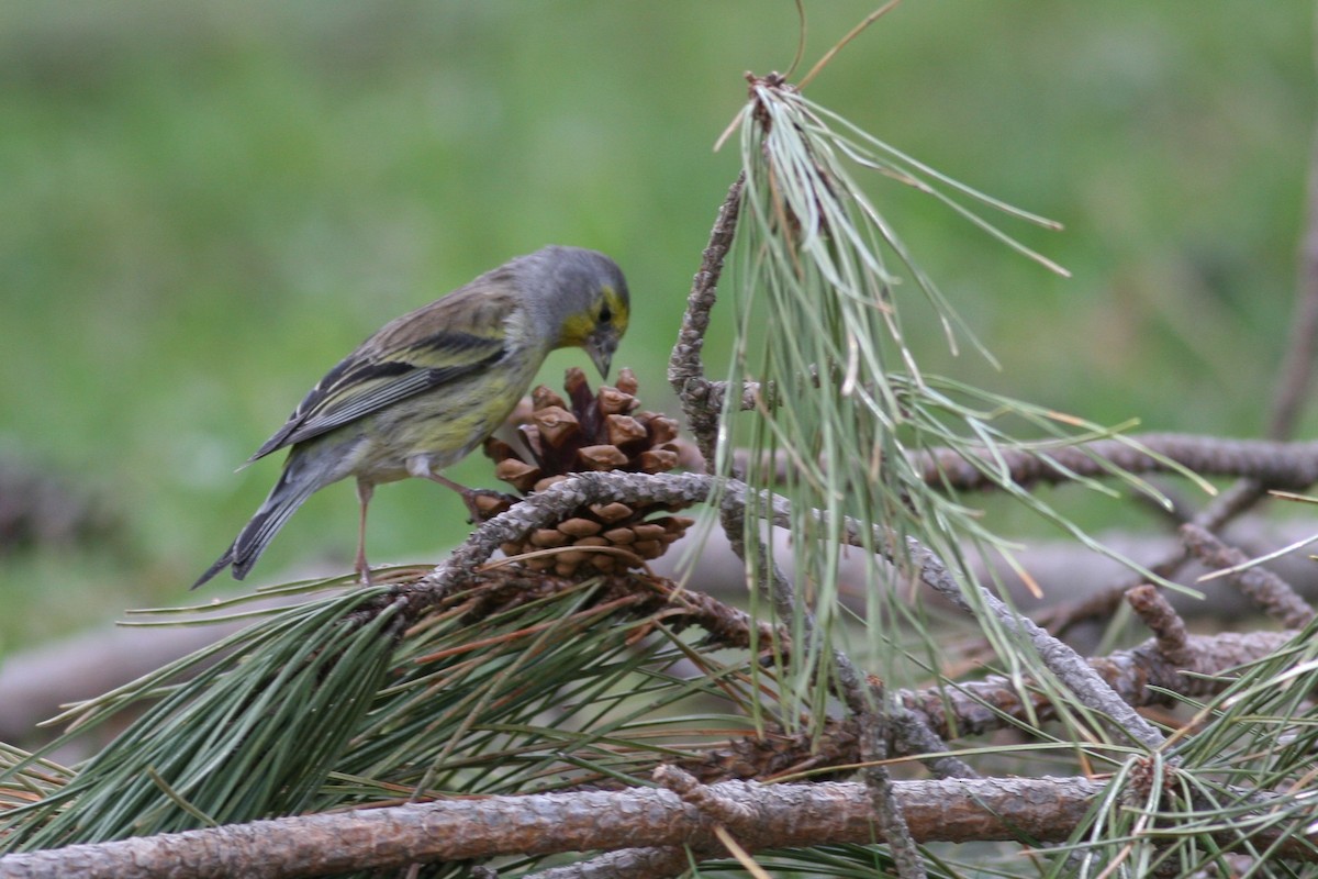 Corsican Finch - ML641376393