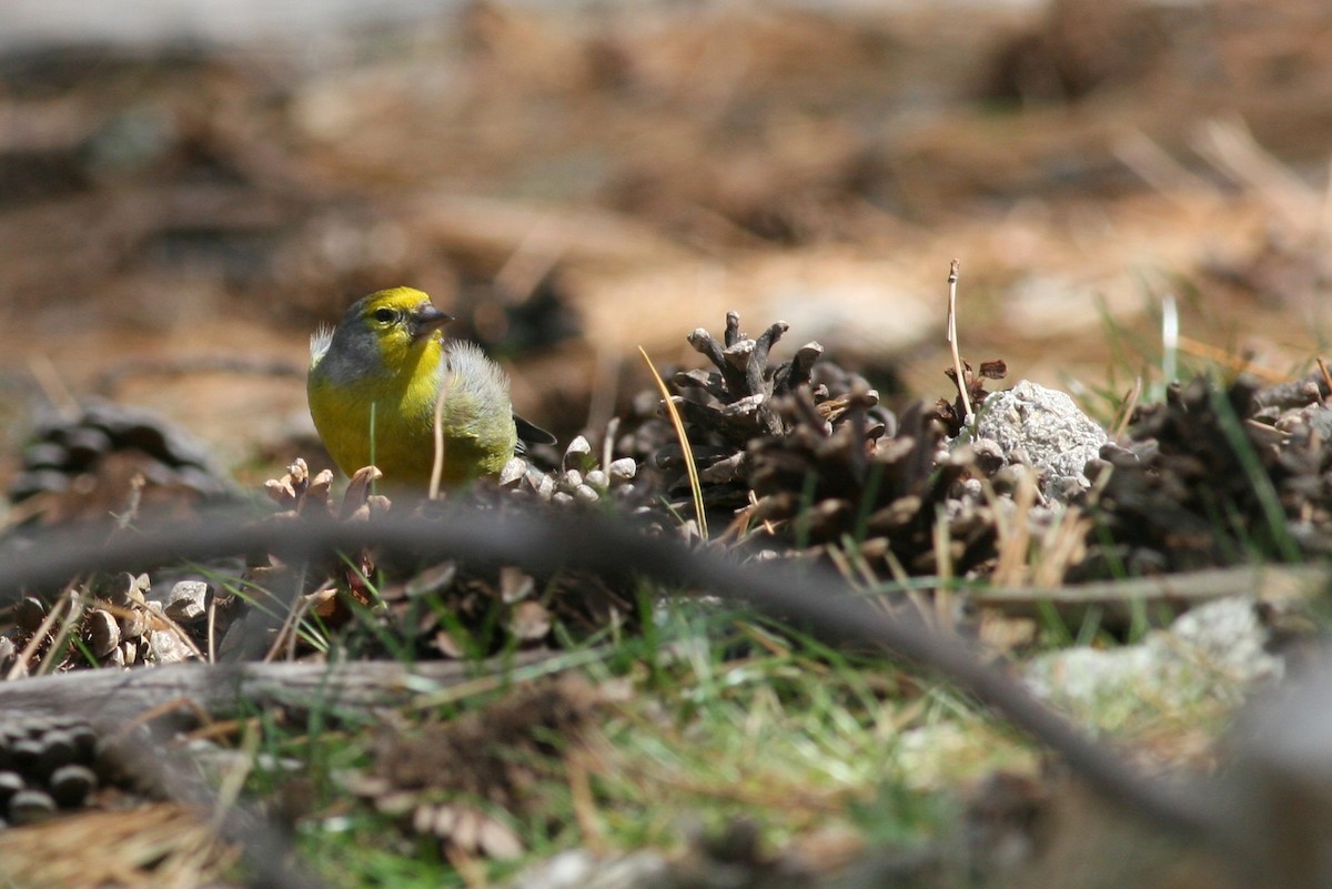 Corsican Finch - ML641376394