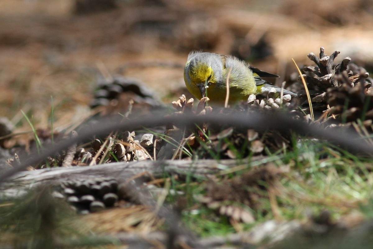 Corsican Finch - ML641376395