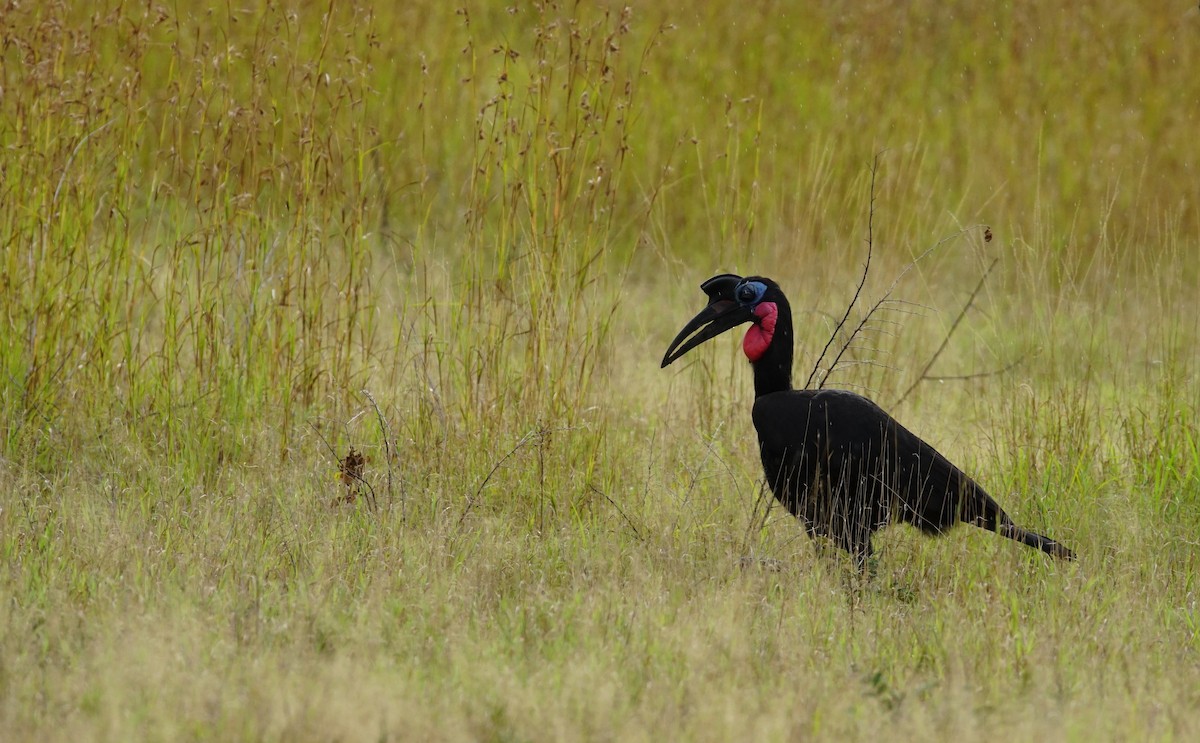 Abyssinian Ground-Hornbill - ML641376404