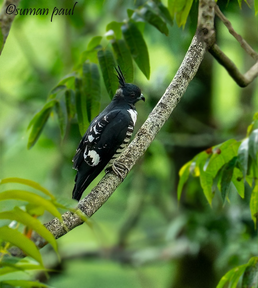 Black Baza - ML641376426