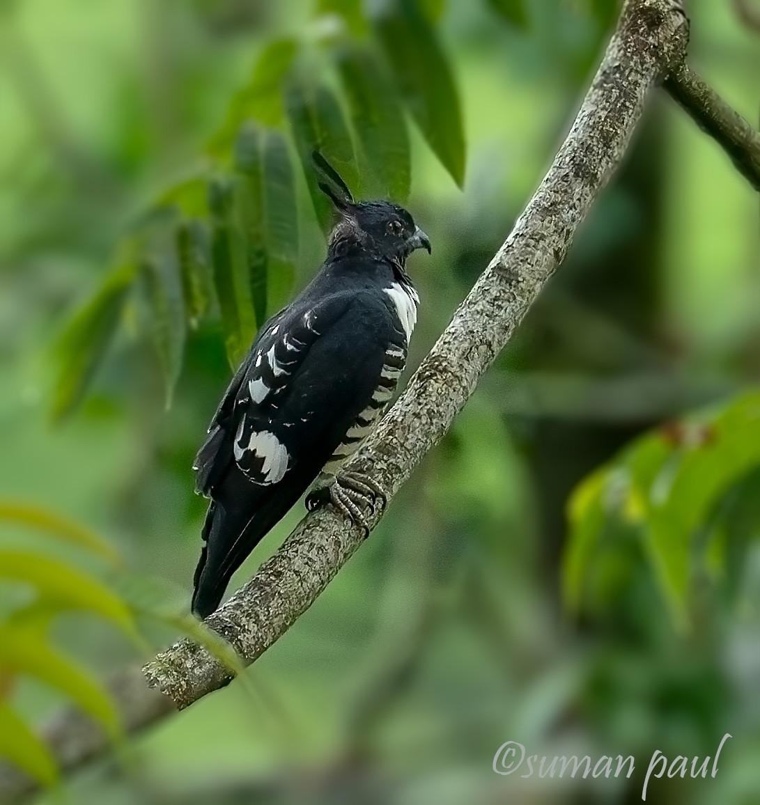 Black Baza - ML641376427