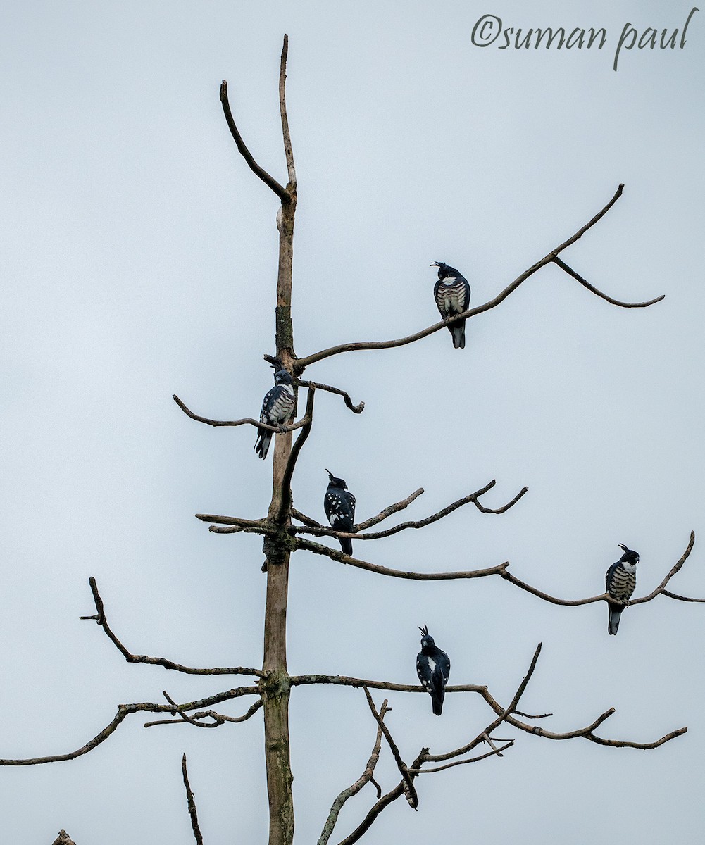 Black Baza - ML641376428