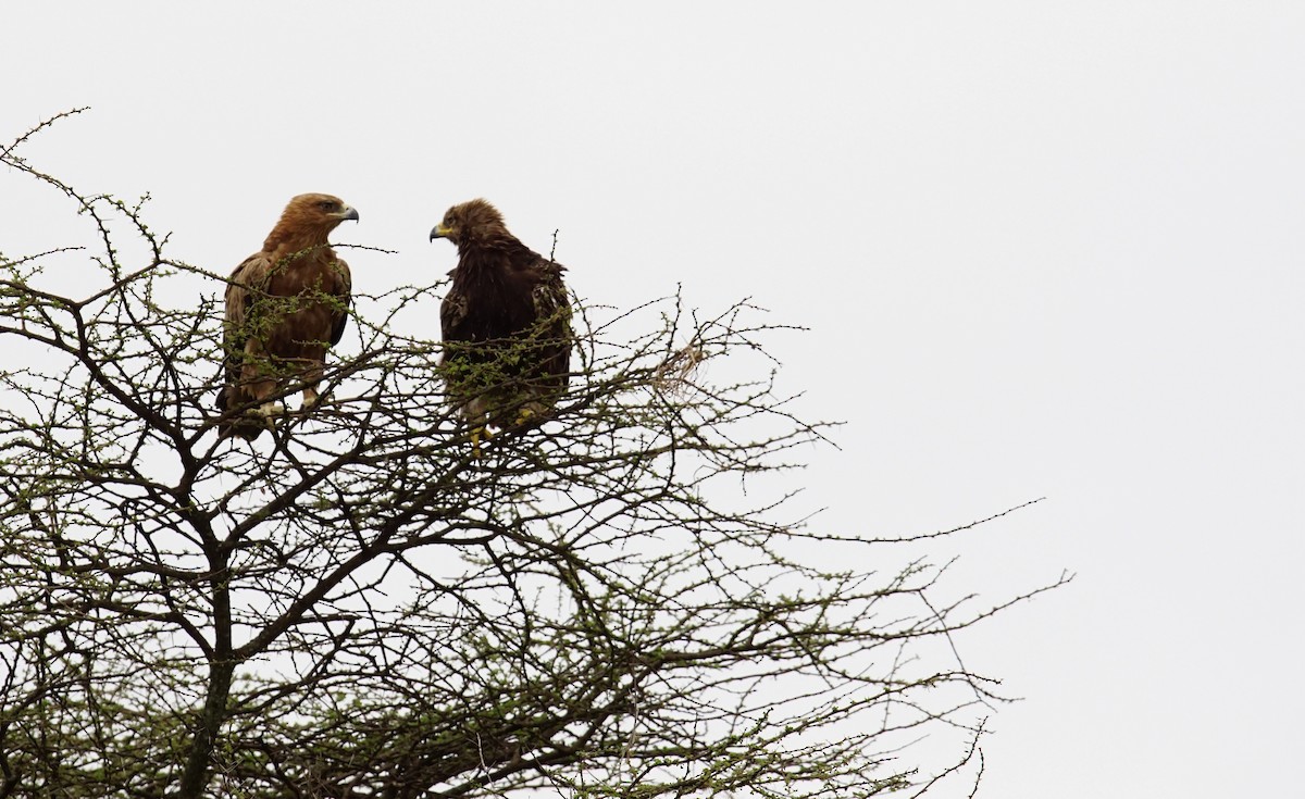 Tawny Eagle - ML641376435