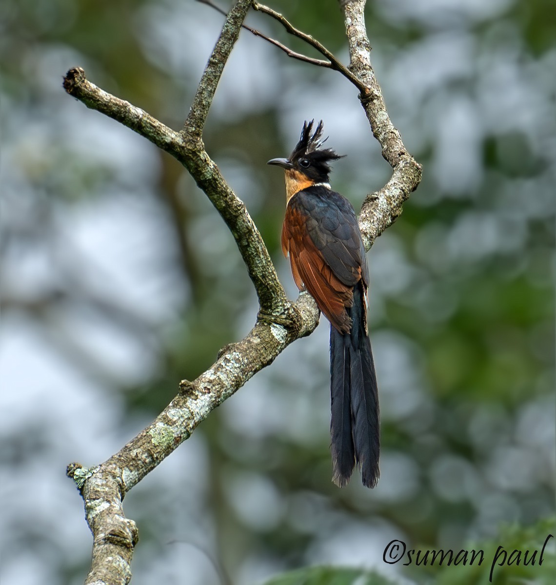 Chestnut-winged Cuckoo - ML641376458