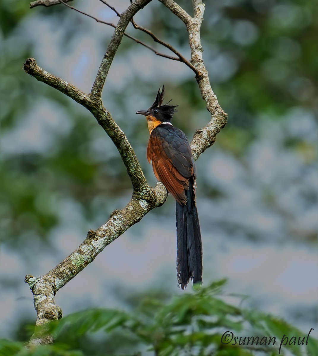 Chestnut-winged Cuckoo - ML641376459