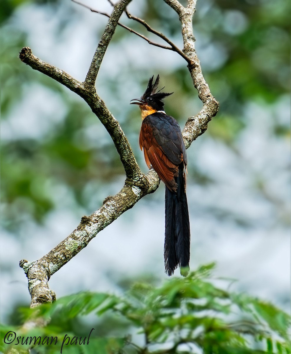 Chestnut-winged Cuckoo - ML641376460