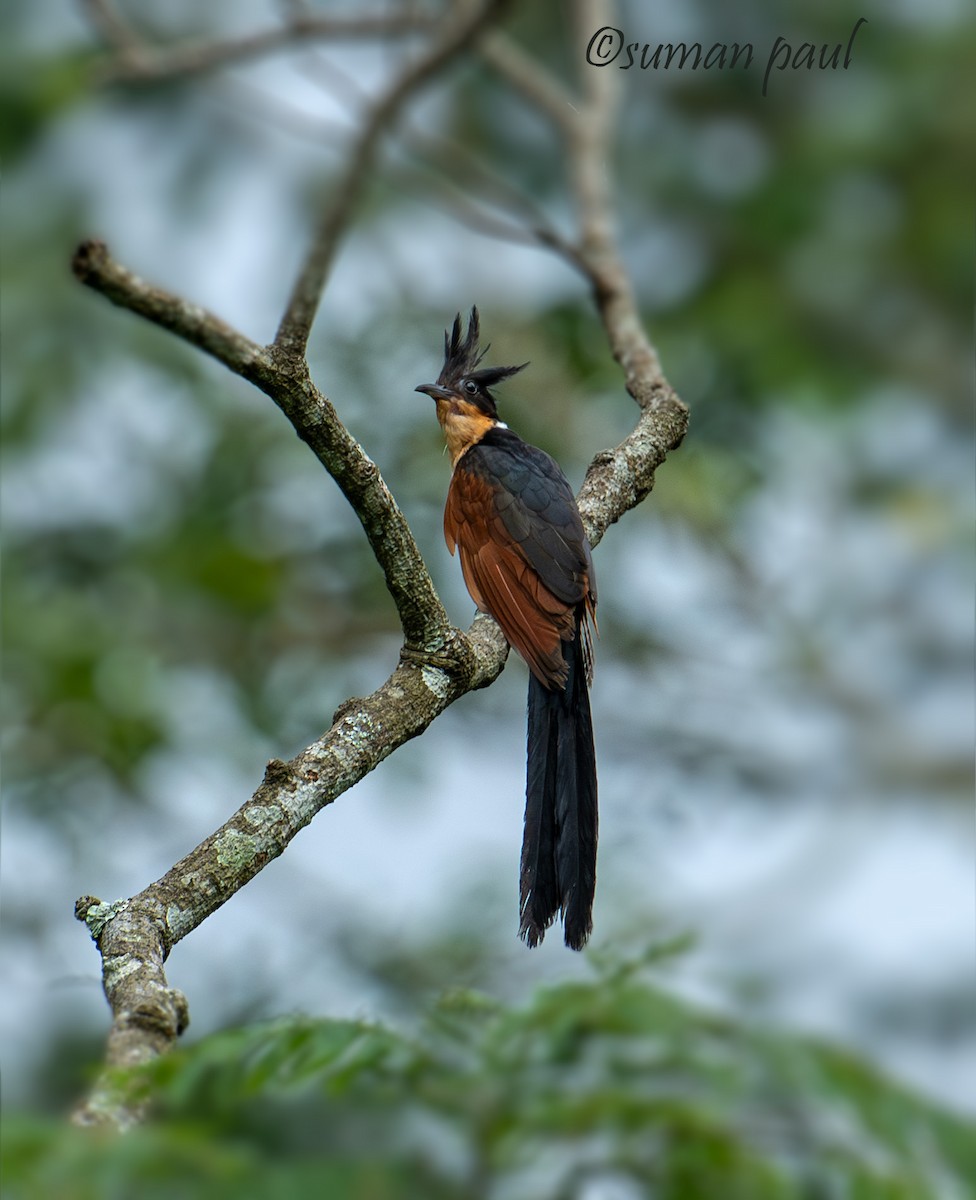 Chestnut-winged Cuckoo - ML641376461