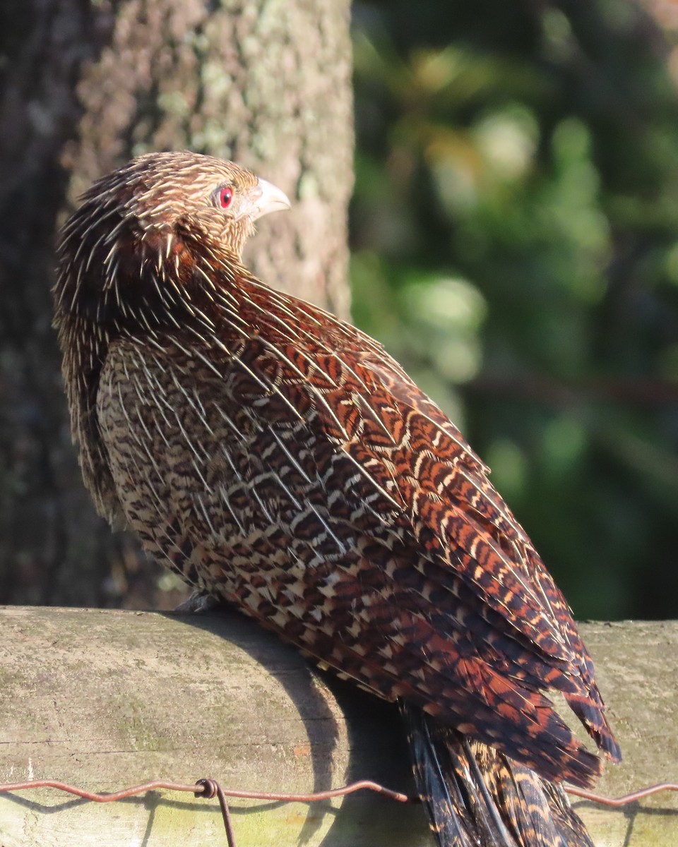 Pheasant Coucal - ML641376470