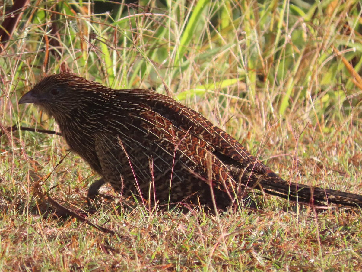 Pheasant Coucal - ML641376471