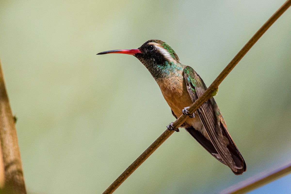 Xantus's Hummingbird - ML641376507