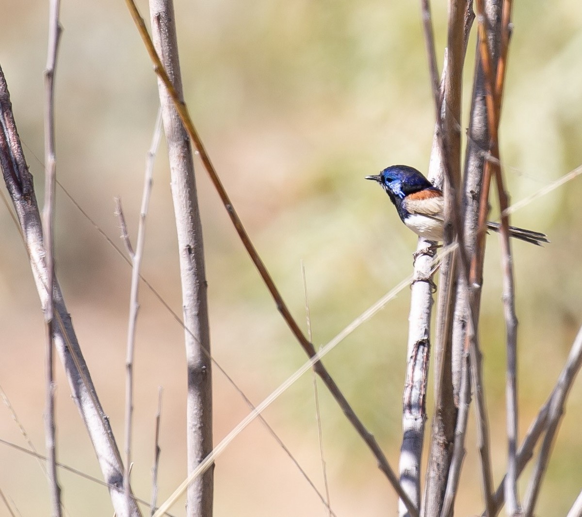 Purple-backed Fairywren - ML641376533