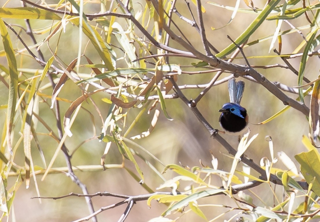 Purple-backed Fairywren - ML641376534