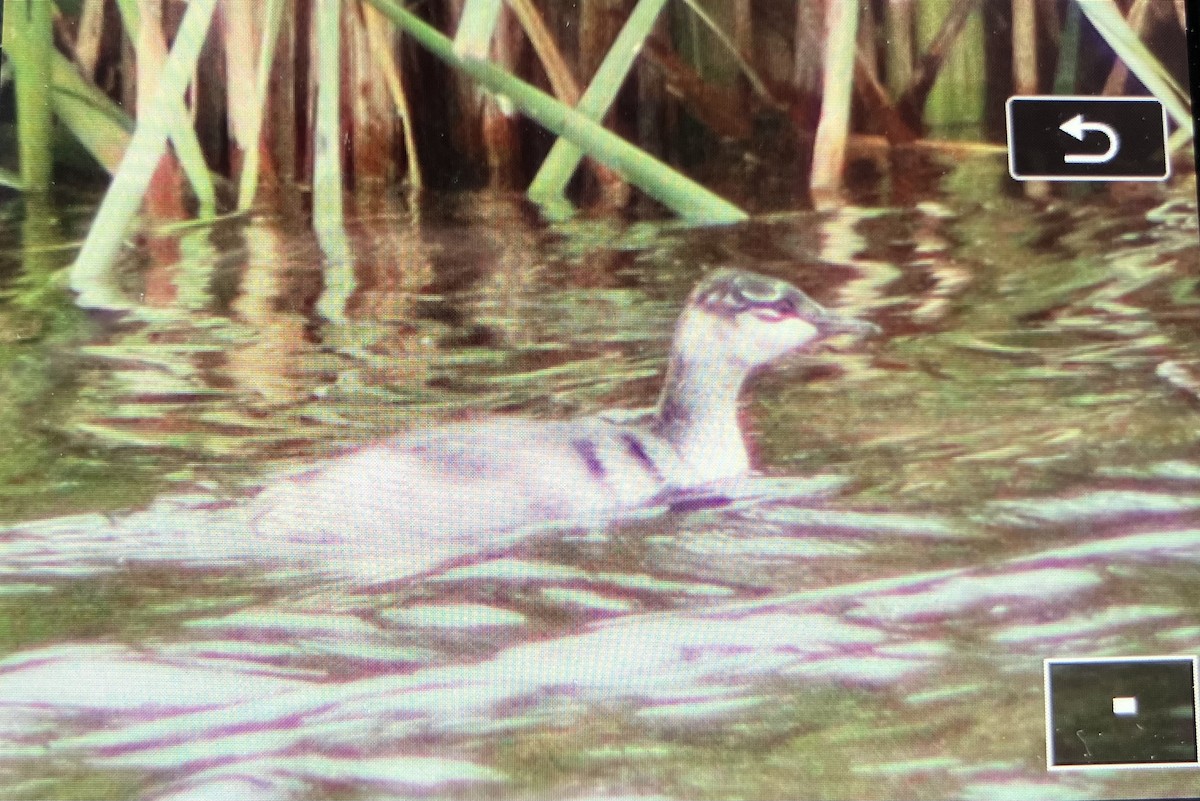 ミミカイツブリ - ML641376578