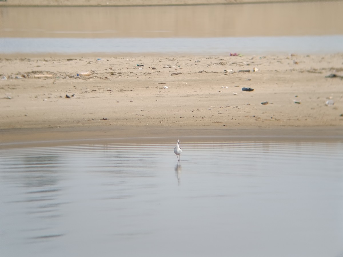 Black-winged Stilt - ML641376589