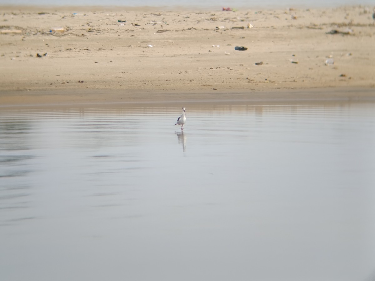Black-winged Stilt - ML641376590