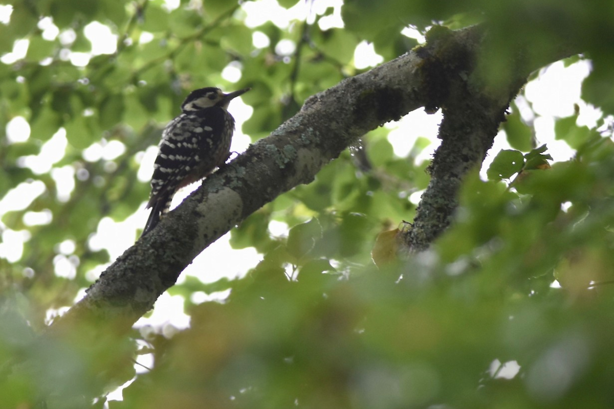 White-backed Woodpecker (Lilford's) - ML641376602