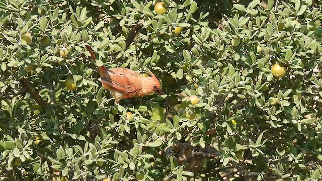 ショウジョウコウカンチョウ - ML641376608