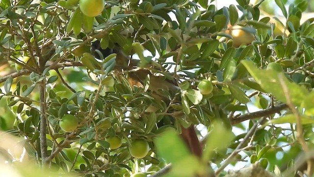 ショウジョウコウカンチョウ - ML641376611