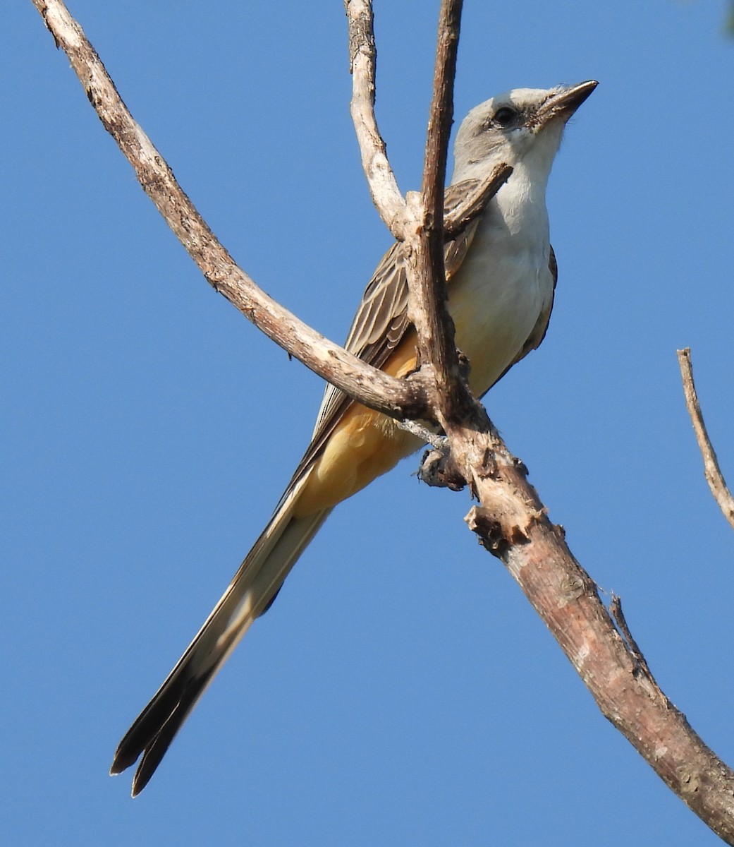 Scissor-tailed Flycatcher - ML641376612