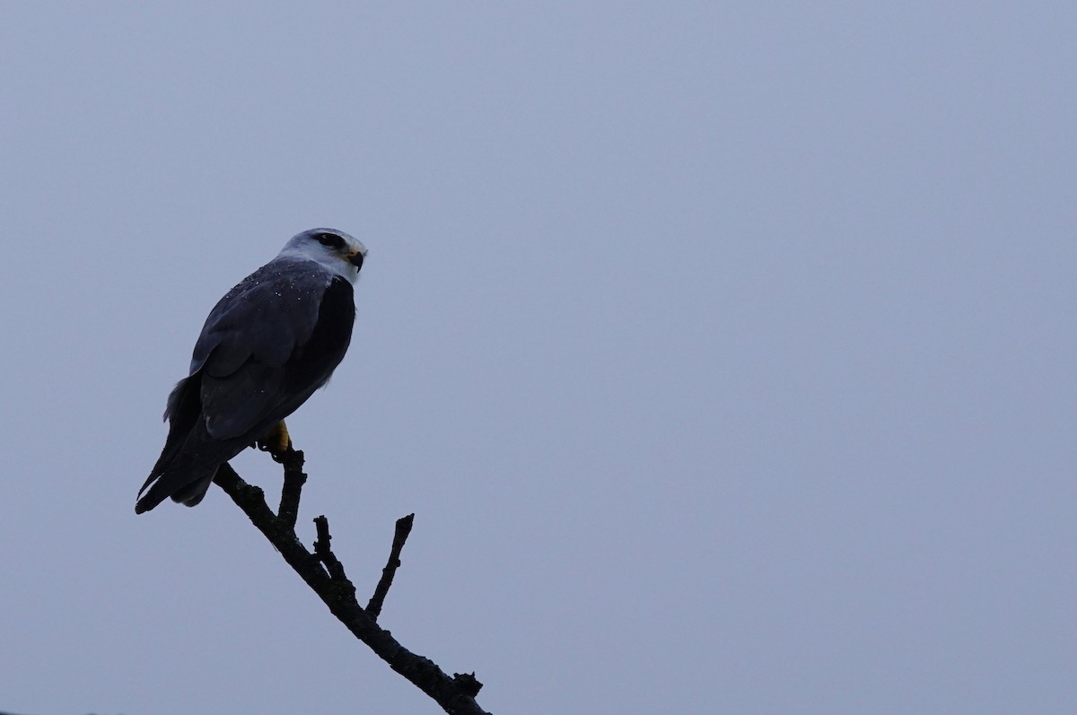 Black-winged Kite - ML641376613