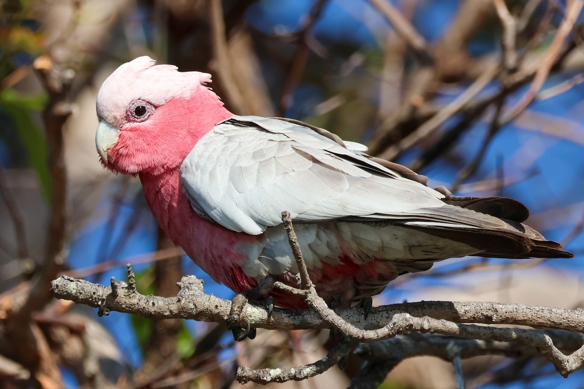 Galah - ML641376618