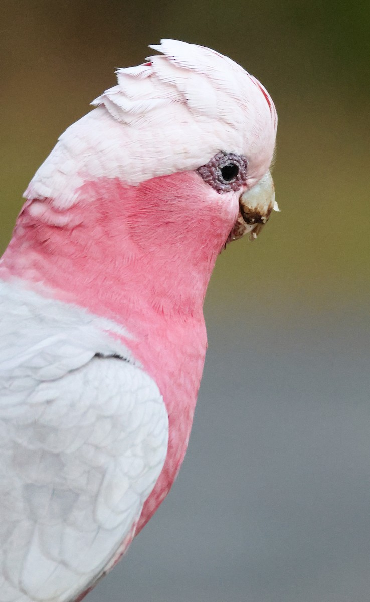 Galah - ML641376619