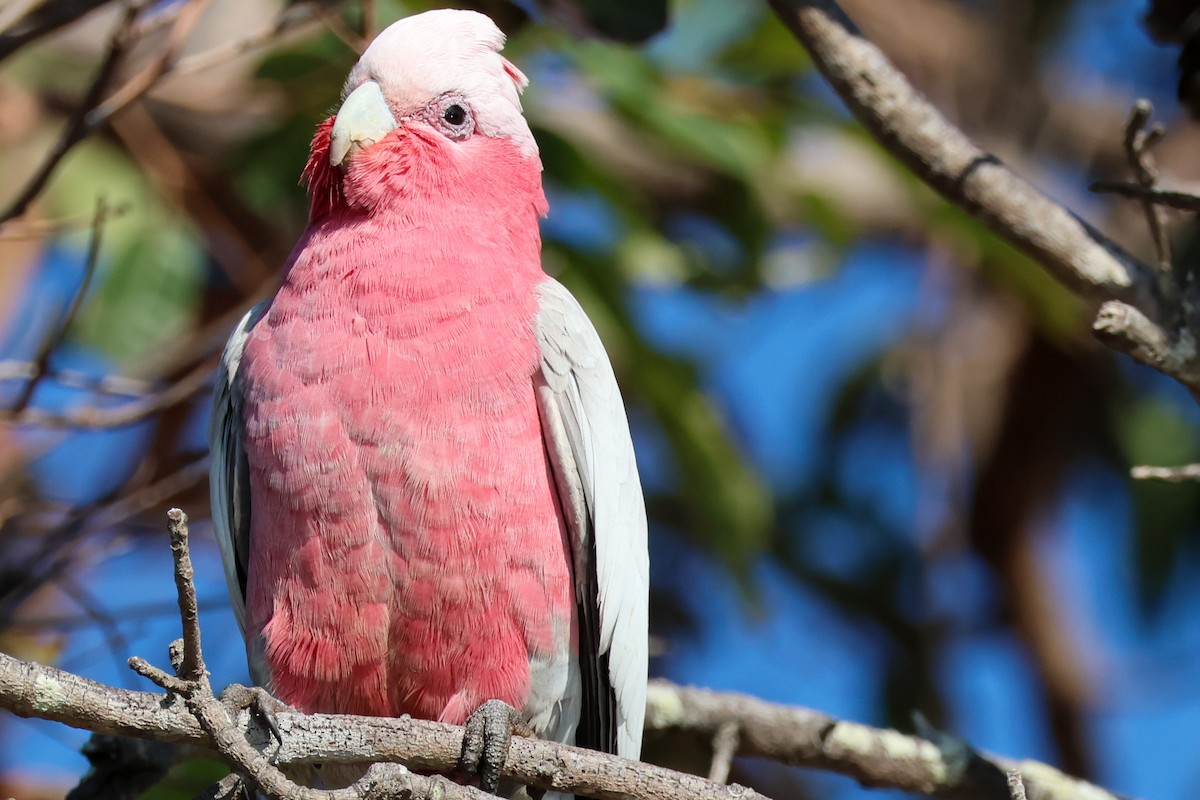 Galah - ML641376620