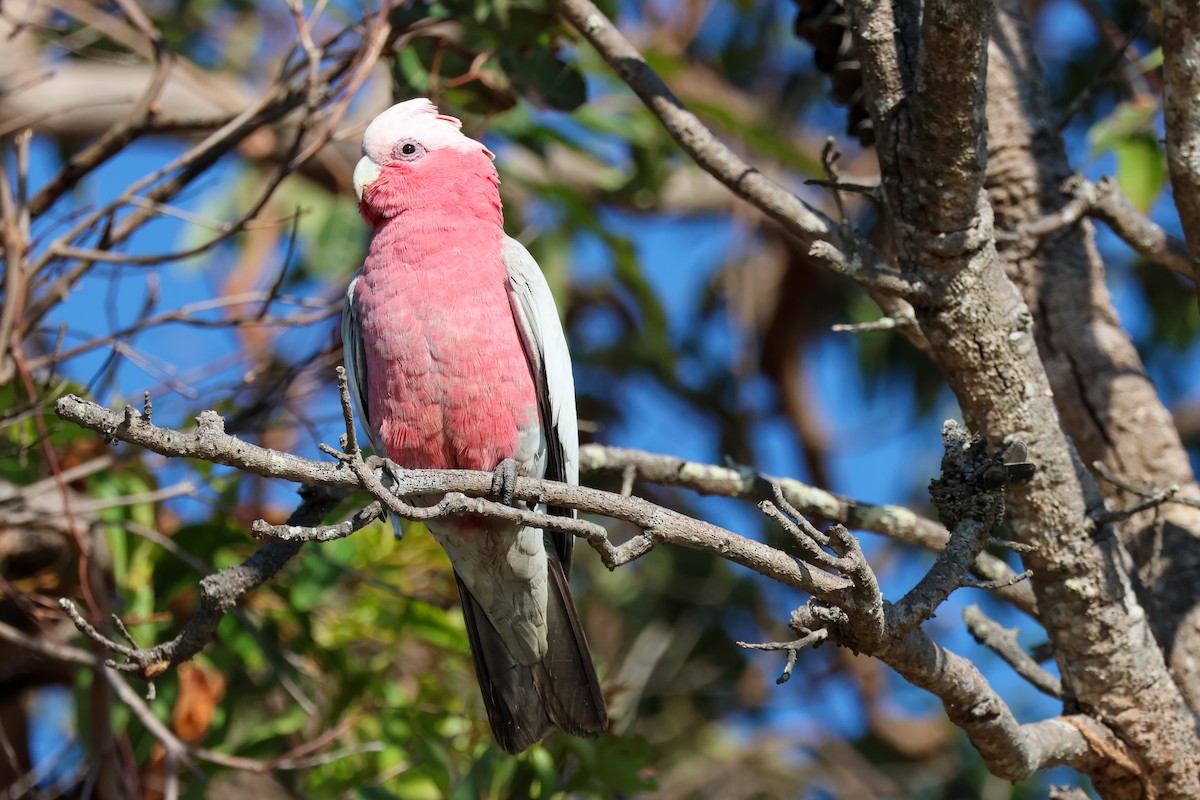 Galah - ML641376622