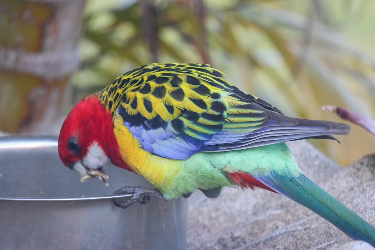 ナナクサインコ - ML641376639