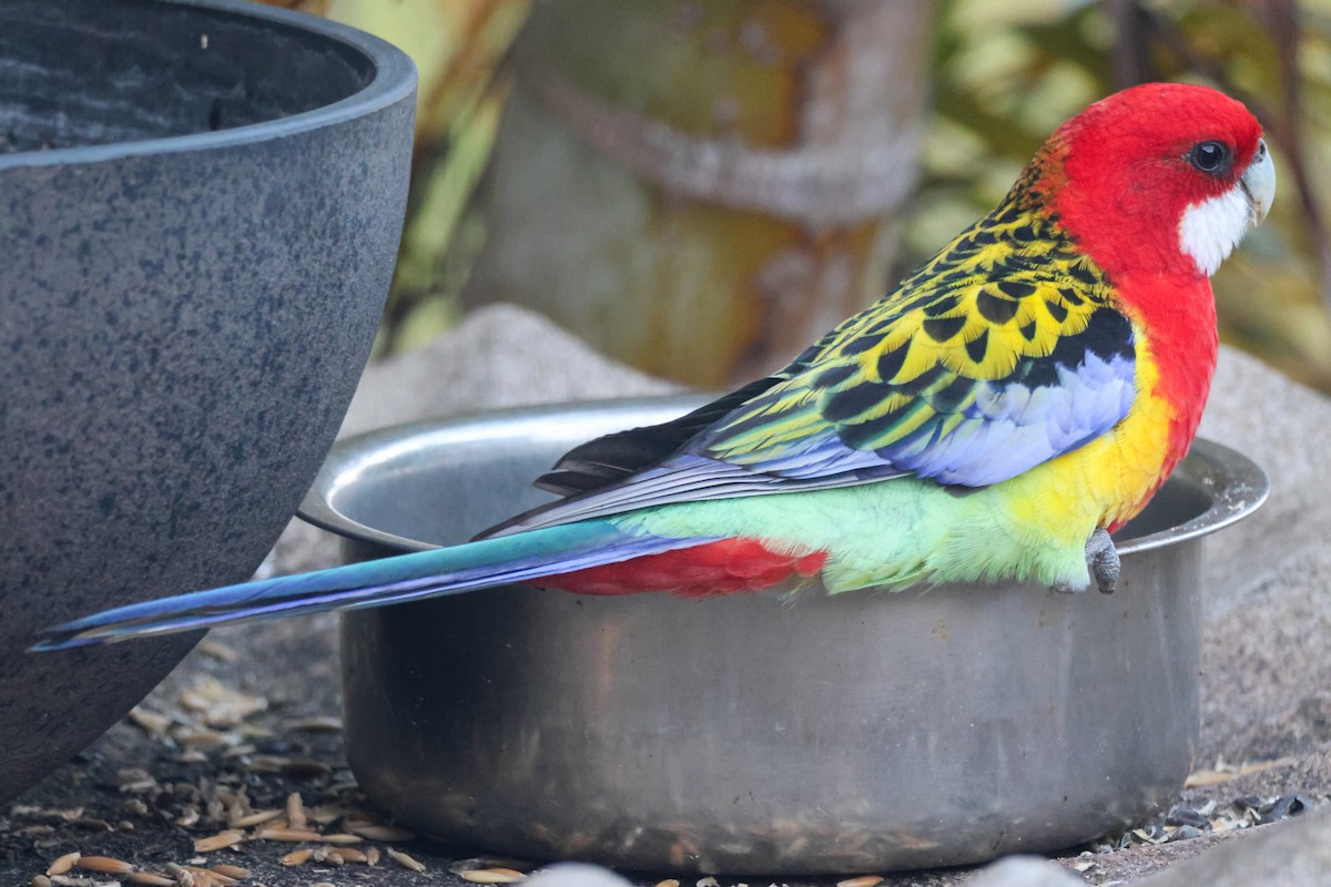ナナクサインコ - ML641376640