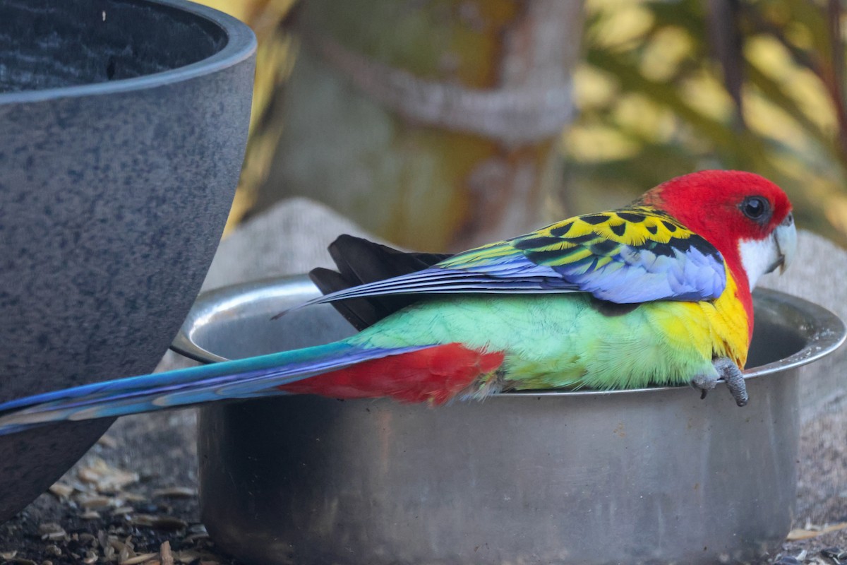 ナナクサインコ - ML641376642