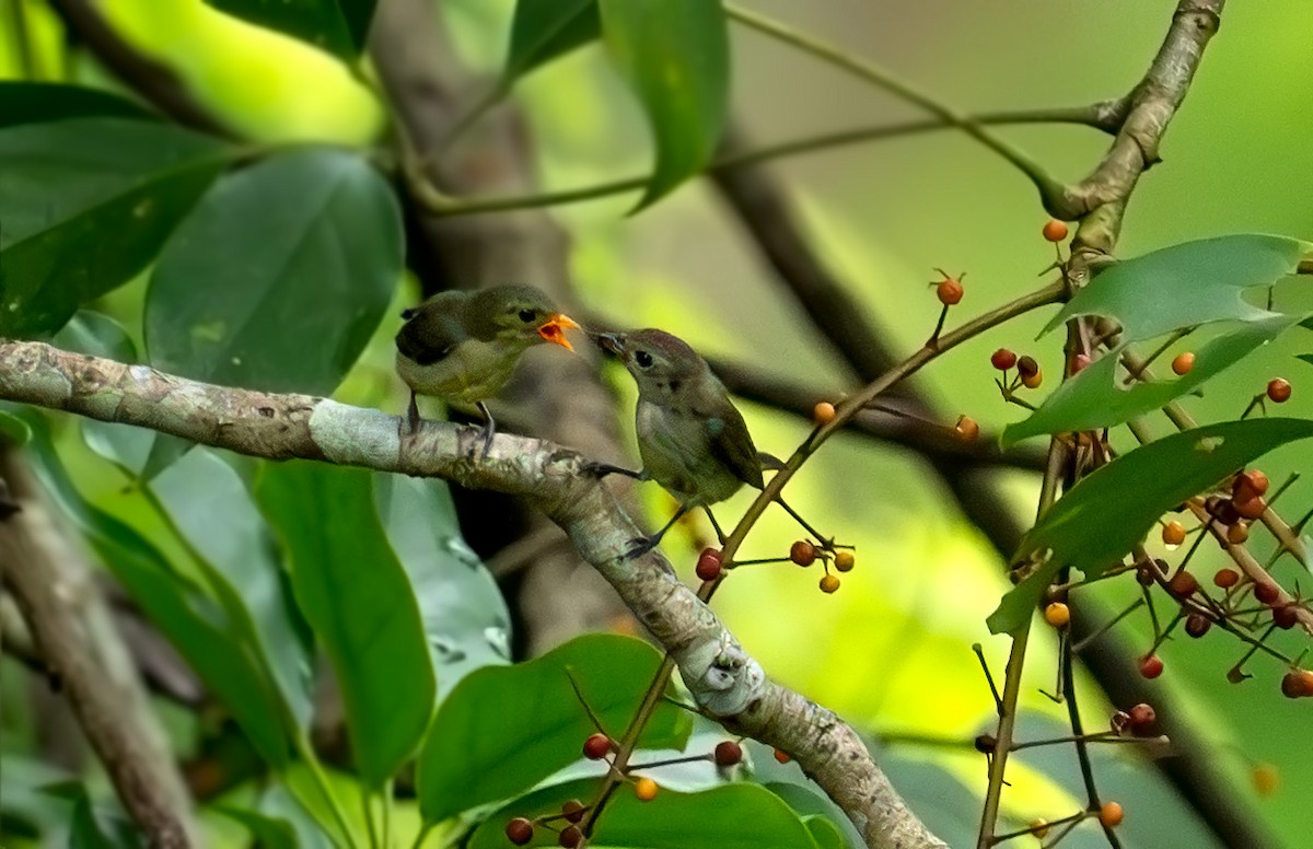 Plain Flowerpecker - ML641376674