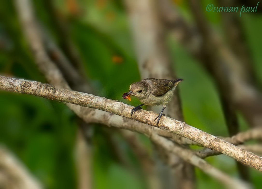 Plain Flowerpecker - ML641376675
