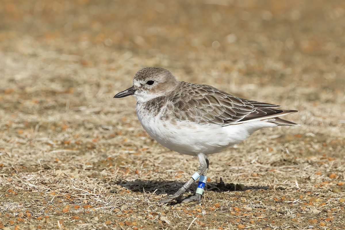 Red-breasted Dotterel (Southern) - ML641376691